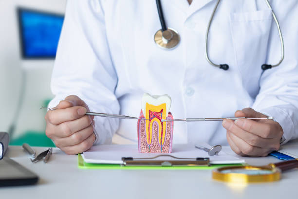 Best Emergency Dental Services for Seniors in Park City, TN